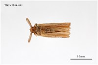 藏品(腎毒蛾)的圖片